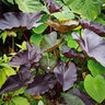 Colocasia esculenta Tea Party Proven Winners Elephant Ear