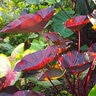 Colocasia esculenta Tea Party Proven Winners Elephant Ear