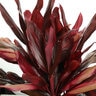 Cordyline Fruticosa Red Zip Ti Plant