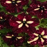 Petunia X Hybrida Headliner Starry Sky Burgundy Petunia