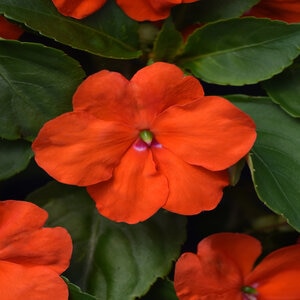 Impatiens Walleriana Beacon Orange Impatiens