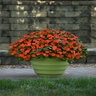 Impatiens Walleriana Beacon Orange Impatiens