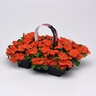 Impatiens Walleriana Beacon Orange Impatiens
