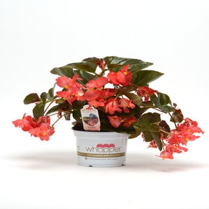 Begonia X Benariensis Whopper Red Bronze Leaf Begonia