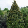 Magnolia Grandiflora Teddy Bear Portfolio Southern Magnolia