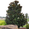 Magnolia Grandiflora Teddy Bear Portfolio Southern Magnolia