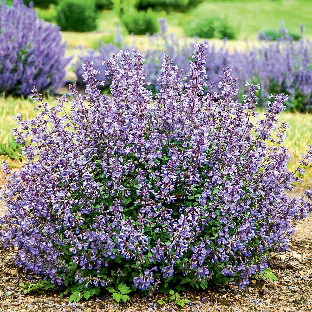 Nepeta X Faassenii Whispurr Blue Portfolio Catmint SiteOne US