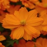 Cosmos Sulphureus Mandarin Cosmos