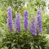 Delphinium X Delgenius Breezin' Larkspur