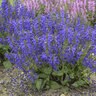 Salvia Pratensis Fashionista Evening Attire Meadow Sage