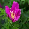 Rosa Rugosa Lottys Love Rose