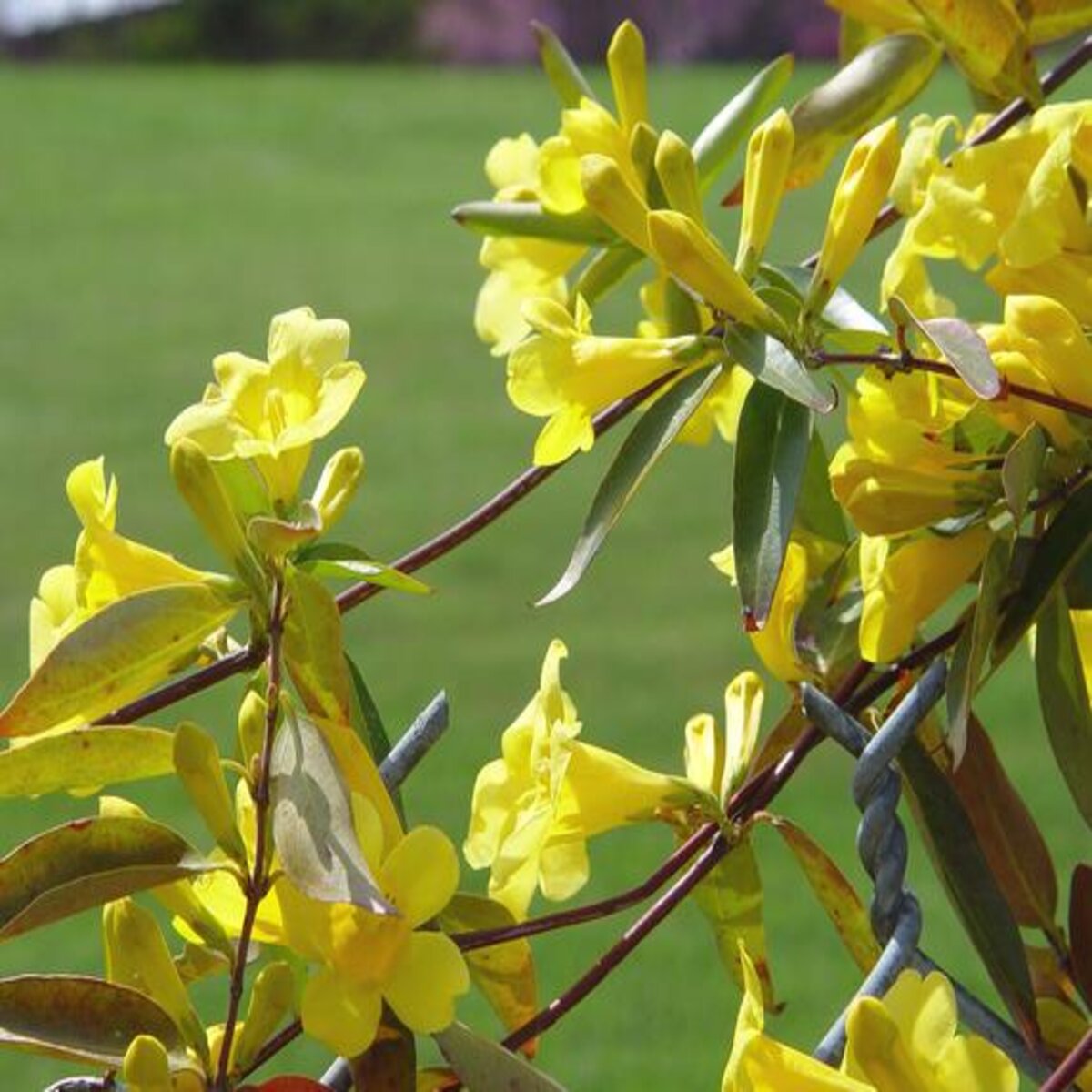 Gelsemium sempervirens Sunseeker Garden Debut Carolina Jessamine ...