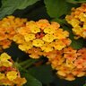Lantana Camara Bloomify Orange Lantana