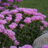 Monarda Didyma Sugar Buzz Pink Frosting Bee Balm
