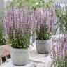Salvia X Bocoffla Feathers Flamingo Sage