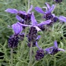 Lavandula Stoechas Madrid Lavish Pink Spanish Lavender