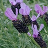 Lavandula Stoechas Madrid Lavish Pink Spanish Lavender