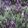 Lavandula Stoechas Madrid Lavish Pink Spanish Lavender