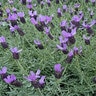 Lavandula Stoechas Madrid Lavish Pink Spanish Lavender