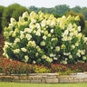 Hydrangea Paniculata Color Choice Limelight Proven Winners Panicle Hydrangea Tree Form Standard 36 in. Height Ball and Burlap