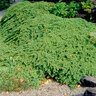 Juniperus Procumbens Nana Japanese Garden Juniper 3 in. Plug