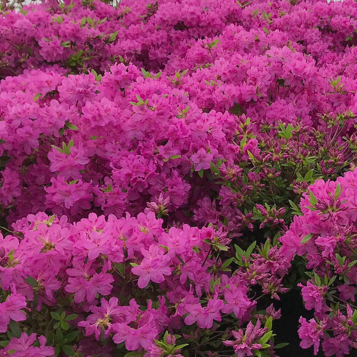 Rhododendron X Yedoense Compacta Azalea | SiteOne US