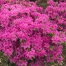 Rhododendron X Yedoense Compacta Azalea
