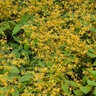Epimedium X Amber Queen Barrenwort