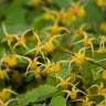 Epimedium X Amber Queen Barrenwort