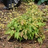 Epimedium X Amber Queen Barrenwort