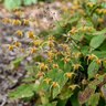 Epimedium X Amber Queen Barrenwort