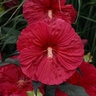 Hibiscus X Mars Madness Rose Mallow