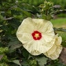 Hibiscus X Summerific French Vanilla Rose Mallow