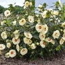 Hibiscus X Summerific French Vanilla Rose Mallow