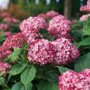 Hydrangea Arborescens Invincibelle Ruby Smooth Hydrangea