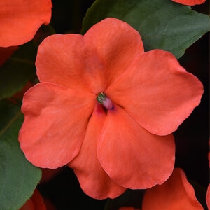 Impatiens Walleriana Beacon Salmon Impatiens