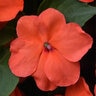 Impatiens Walleriana Beacon Salmon Impatiens