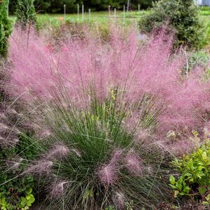Muhlenbergia Reverchonii Undaunted Ruby Muhly Grass