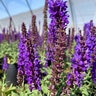 Salvia X Nemorosa Lyrical Blue Woodland Sage