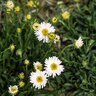 Aster Alpinus Aster