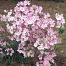 Rhododendron X Dorothy Rees Azalea