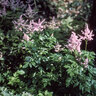 Astilbe X Arendsii Erika Astilbe