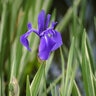 Iris Laevigata Variegata Lousiana Iris
