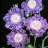 Scabiosa Caucasica Fama Pincushion