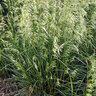 Deschampsia Cespitosa Pixie Fountain Tufted Hair Grass