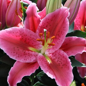 Lilium x After Eight Dwarf Oriental Lily 1 gal. Container