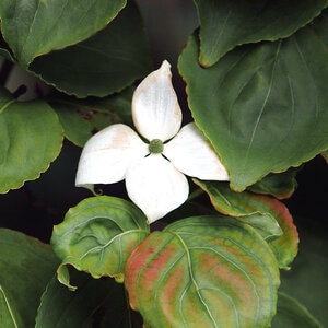 Cornus Kousa Elizabeth Lustgarten Weeping Chinese Dogwood