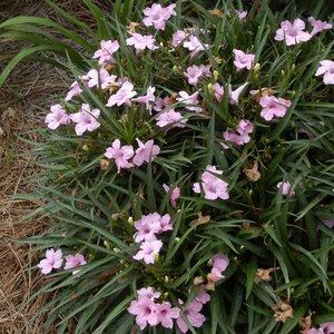 Ruellia Brittoniana Katie Pink Mexican Petunia 1 gal. Container
