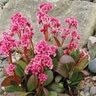 Bergenia X Pink Dragonfly Pigsqueak