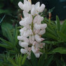 Lupinus Polyphyllus Noble Maiden Lupine